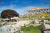 Selinunte the Acropolis. Remains of the magnificent temple C and temple D. 